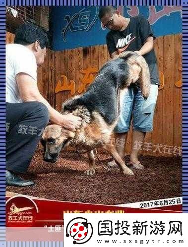 狗配人怎樣配-1.-狗與人：完美搭配的秘密！