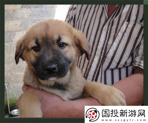 東北巨犬蛻變記：奇葩科技狂潮下的另類網(wǎng)紅