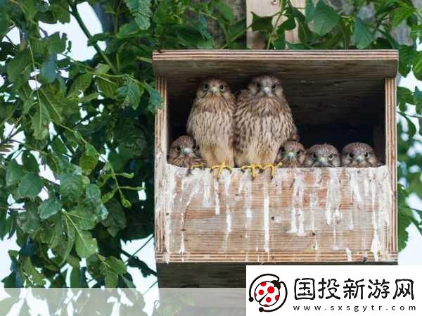 Mama-Hawk翱翔天際-化身鷹媽媽主宰藍天！