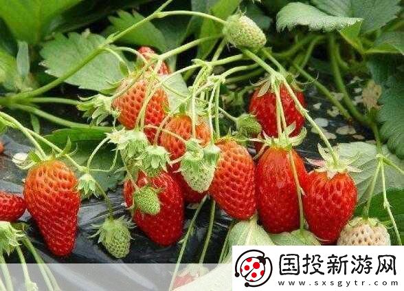 草莓my.1688：當(dāng)然可以！