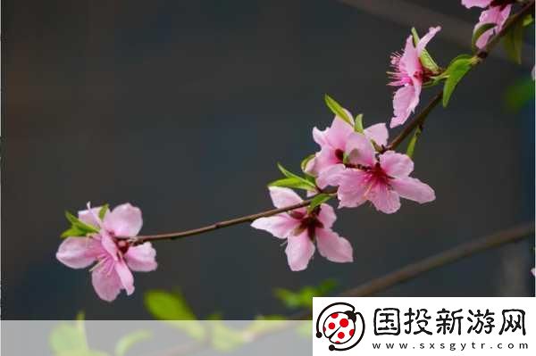 桃花社區(qū)